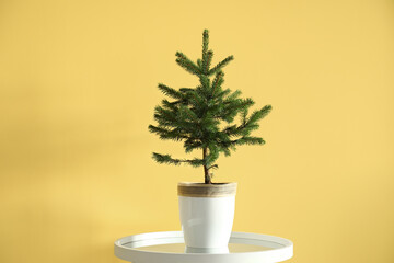Beautiful Christmas tree in pot on table near yellow wall