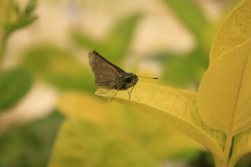 Fototapeta premium butterfly on leaf