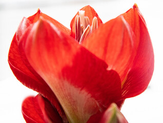 red Amar&iacute;lis closeup