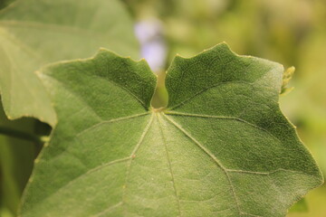 nature plants texture on leaves outdor