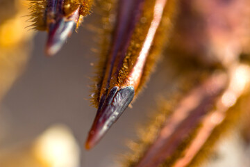macro detail of animal leg