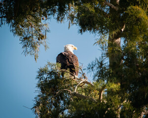 Eagle