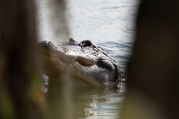 American Alligator