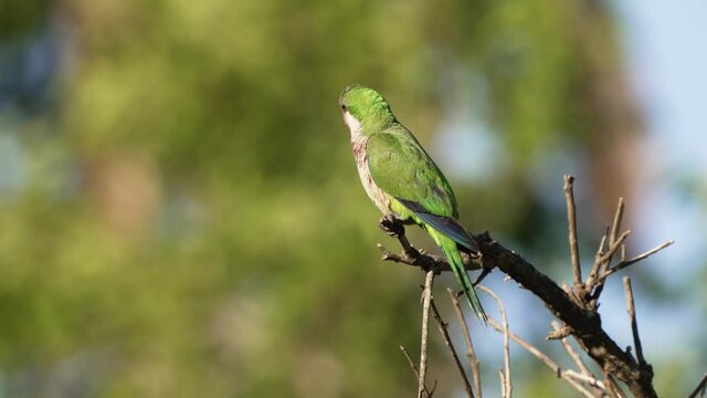 A wild monk parakeet, myiopsitta monachus covered in dirts perched at the tip of the branch with shallow depth of field, blurred green foliage background, spreads its wings and fly away.