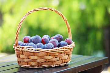 Plum harvest. Plums in a wicker basket on the wooden table. Harvesting fruit from the garden.