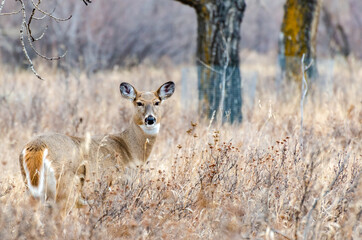 Close-up white-tailed doe deer in an autumn landscape looking at the camera
