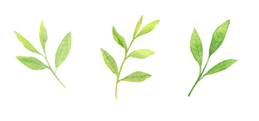 透明水彩で描いたお茶の葉セット　手描きアナログ
