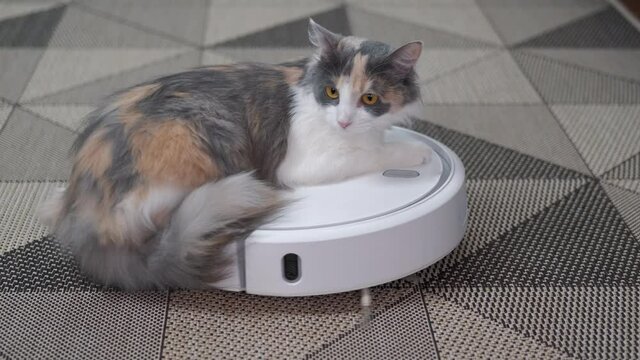 A cat play on a vacuum cleaner. A lazy tabby cat play with a new round vacuum cleaner.