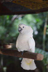 a white cockatoo (cacatua alba) stand on the branch