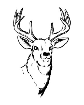 recommend clip art: a hand drawn illustration of the deer with strong antlers. a deer in alert expression. a wildlife animal cartoon drawing with details.
