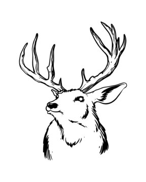 recommend clip art: a hand drawn illustration of the deer with strong antlers. a deer seeking his hunt. a wildlife animal cartoon drawing with details.
