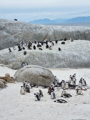 penguins in polar regions
