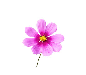 Close up pink cosmos bipinnatus flower with yellow pollen and green stem isolated on white background , clipping path
