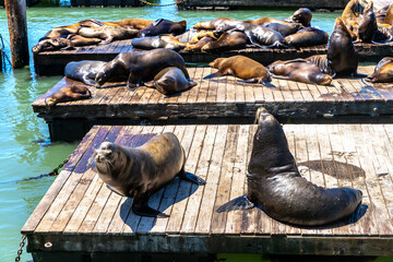 Fototapeta premium Sea lions at Pier 39 in San Francisco