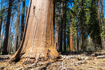 Sequoia National Park in California
