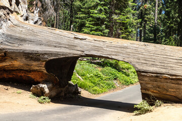 Sequoia National Park in California