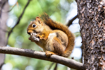 Red Squirrel in sunny day