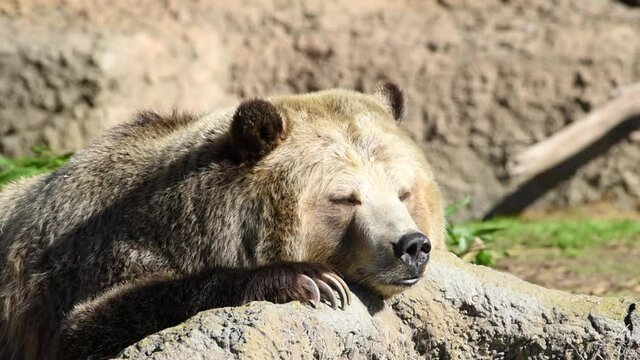 HD video close up of one grizzly bear resting head on a rock, paw next to face. Bear looking around as it gets ready to take a nap on a sunny autumn day.
