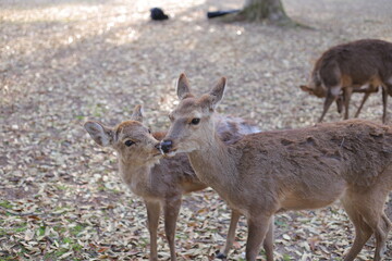 鹿の親子