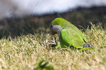Monk parakeet (Myiopsitta monachus)
