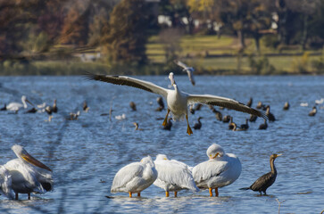 American white pelican at White Rock Lake, Dallas, Texas.