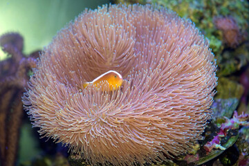 Orange Skunk Clownfish, Amphiprion sandaracinos, using a Sarcophyton toadstool coral as its shelter