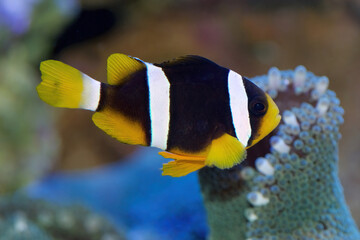 Clarkii or Clark's Clownfish, Amphiprion clarkii