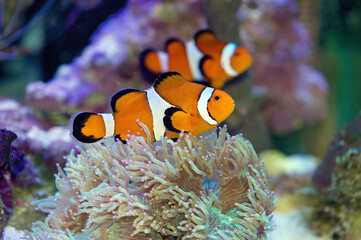 Plakat Common Clownfish, Amphiprion ocellaris, swimming in an aquarium with corals