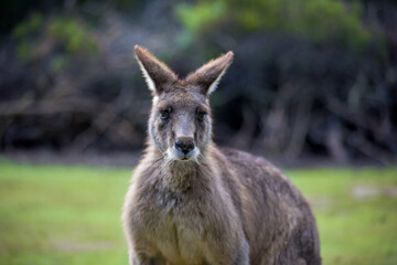 The Forester Kangaroo is the largest of Tasmania's marsupials. A male Forester Kangaroo can reach over two metres in height. Tasmanian Devil Unzoo. Australia. 