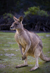The Forester Kangaroo is the largest of Tasmania's marsupials. A male Forester Kangaroo can reach over two metres in height. Tasmanian Devil Unzoo. Australia. 