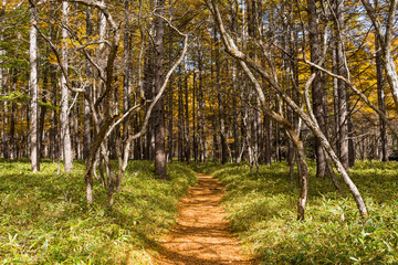 Hiking Trail in autumn forest