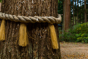 Sacred rope rounded trunk of ancient tree