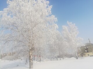 snow covered trees