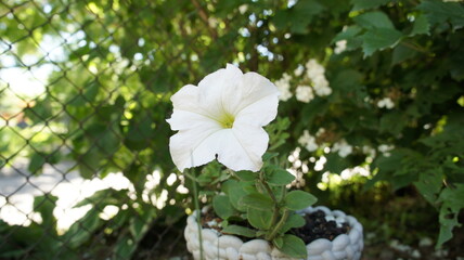 White petunia flower in a pot in the garden