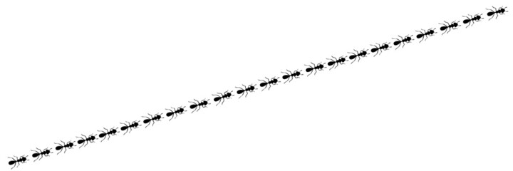 Ants marching in trail searching food. Ant path isolated in white background. Vector illustration
