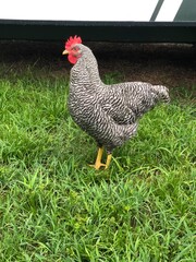 Rooster