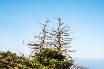 한라산 고사목