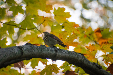 Autumn Leaves and a bird sings