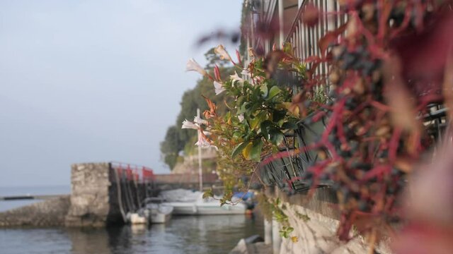 Flowers by the lake, Lake Como