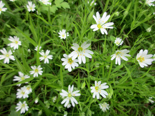 Elegant white stellaria with yellow stamens look very beautiful on green grass in summer