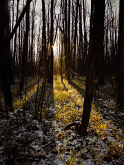 Obraz premium FOREST ATMOSPHERE