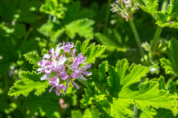 Fleur de géranium rosat