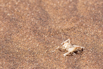 Die Namibgrille ist mit ihren langen Fühlern und gefiederten Beinen gut an die Sandwüste angepasst