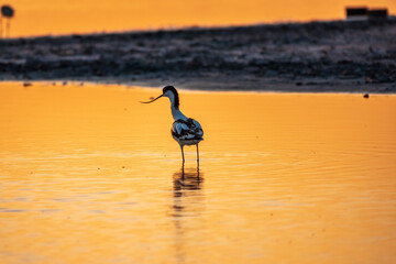 Water bird pied avocet, Recurvirostra avosetta, standing in the water in orange sunset light. The...