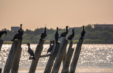 A flock of cormorants sits on a old sea pier in orange sunset light