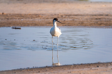 The pied avocet, Recurvirostra avosetta, is a large black and white wader with long, upturned beak