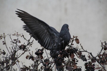 In Flight
