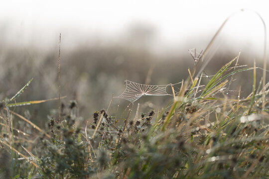 Dawn in the field. Web covered with dew. Meadow in Russia. Front view.