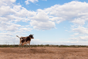 A white-brown cow stands by the beach against the background of grass and sky. Front view.