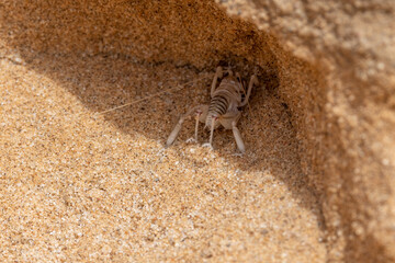 Eine Dünengrille schaufelt mit den Hinterbeinen Sand aus dem Höhleneingang
